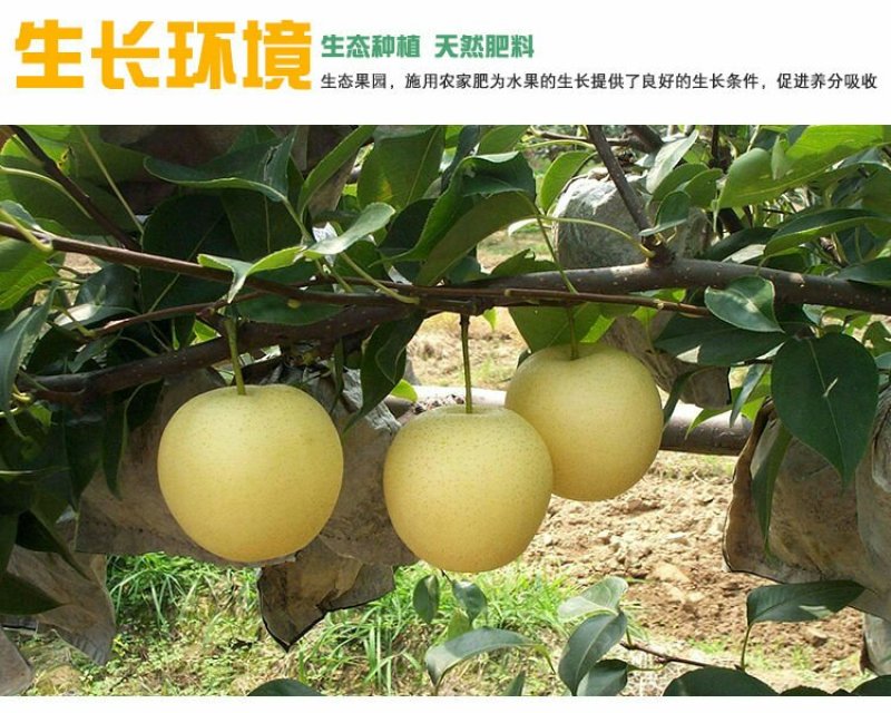 大量出售批发半斤以上皇冠梨