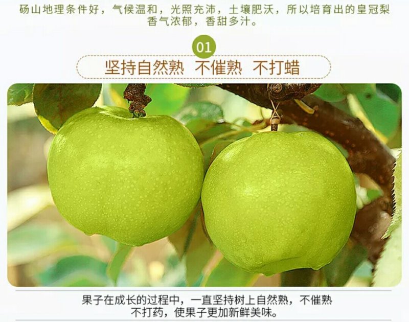 大量出售批发半斤以上皇冠梨