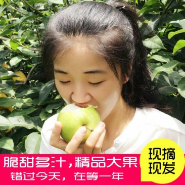 大量出售批发半斤以上皇冠梨