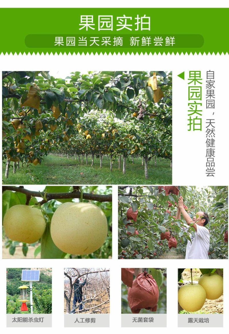 大量出售批发半斤以上皇冠梨