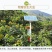 大量出售批发半斤以上皇冠梨