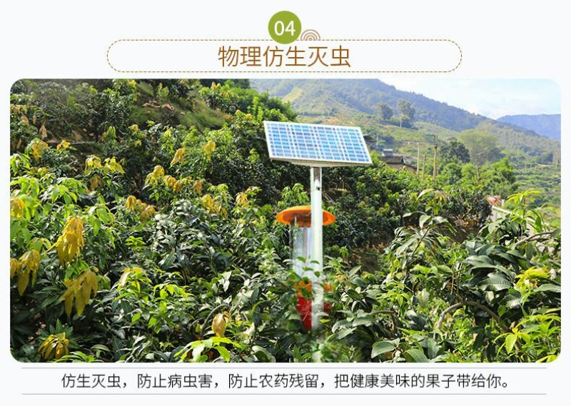 大量出售批发半斤以上皇冠梨