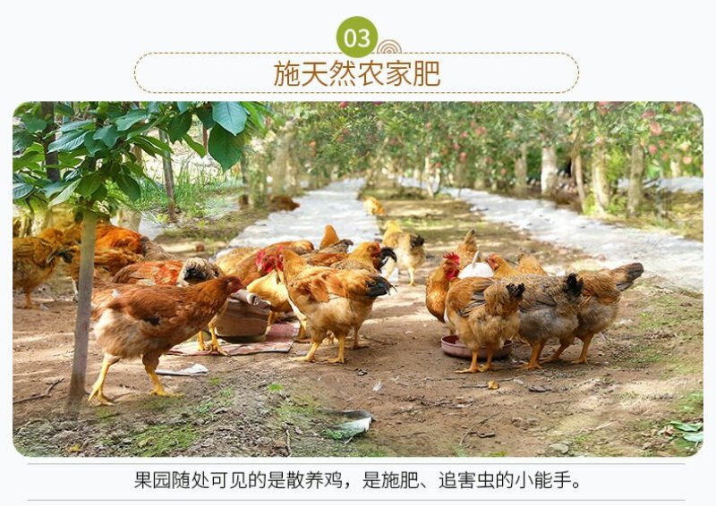 大量出售批发半斤以上皇冠梨