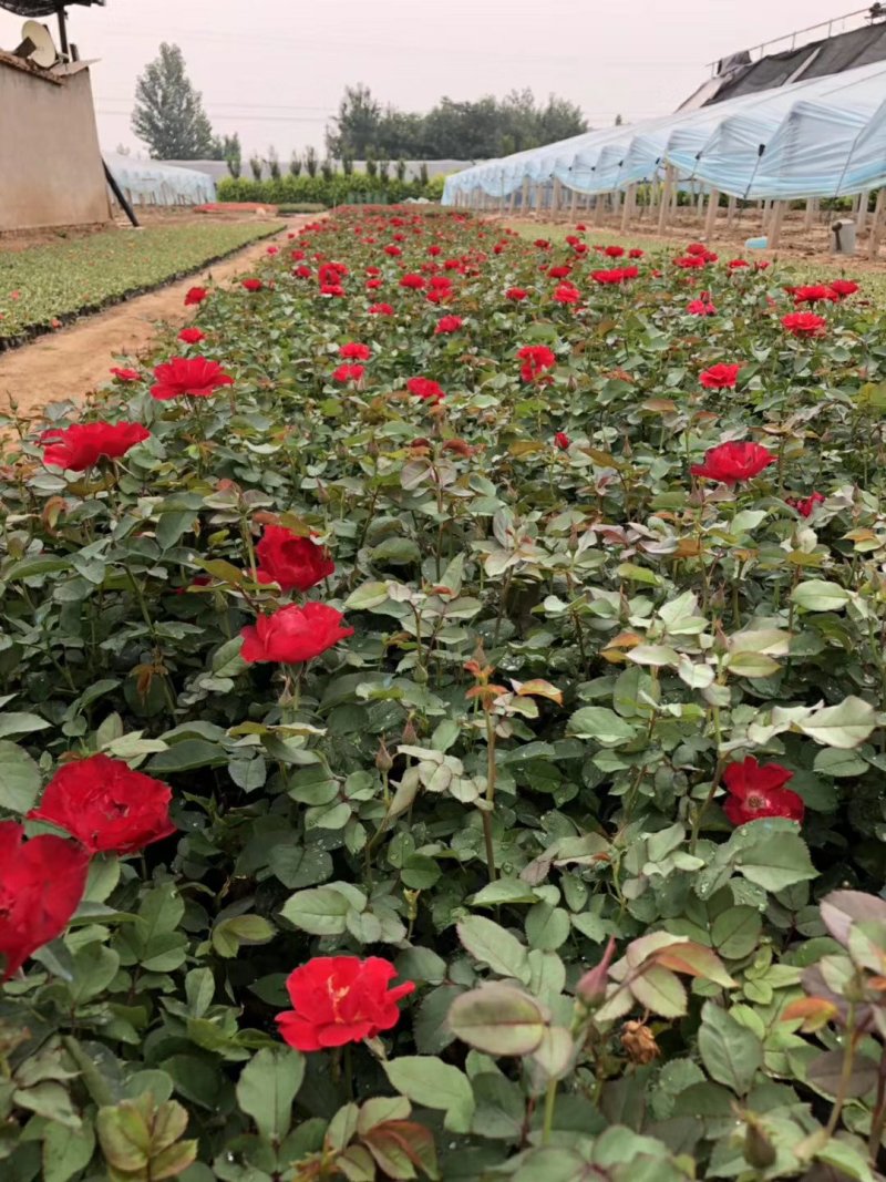 绿化红帽月季非花月季黄帽月季工程苗，大杯小杯苗