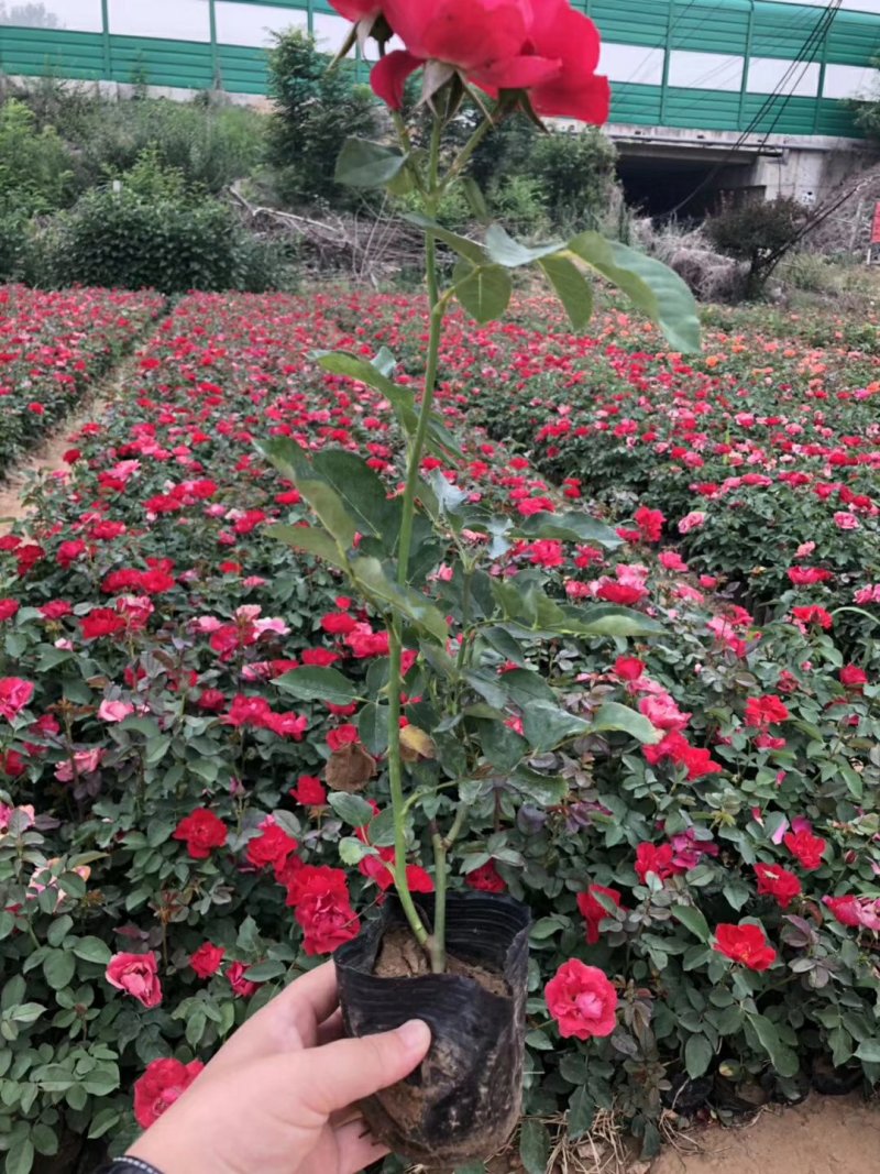 绿化红帽月季非花月季黄帽月季工程苗，大杯小杯苗