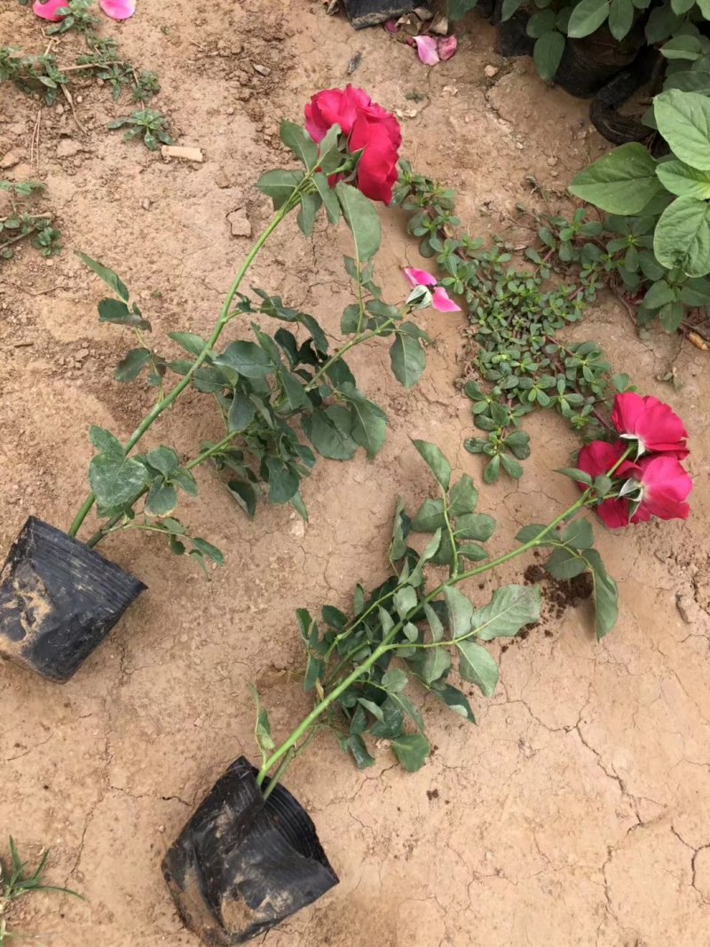 绿化红帽月季非花月季黄帽月季工程苗，大杯小杯苗
