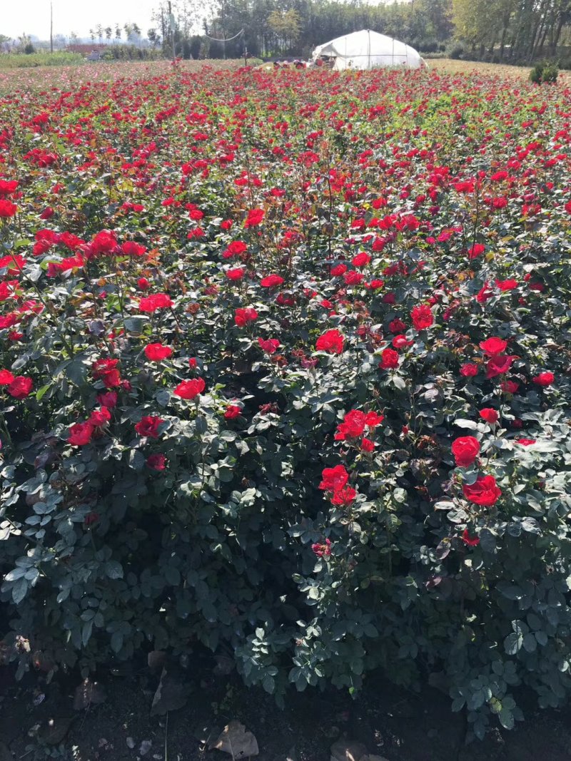 绿化红帽月季非花月季黄帽月季工程苗，大杯小杯苗