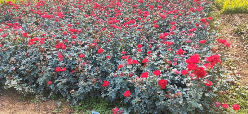 绿化红帽月季非花月季黄帽月季工程苗，大杯小杯苗