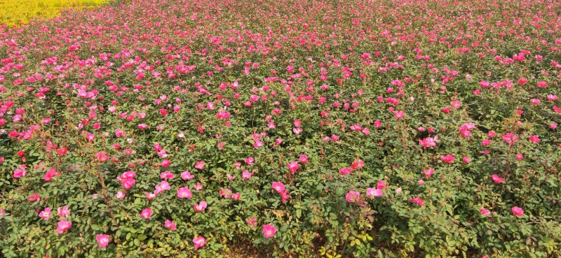 绿化红帽月季非花月季黄帽月季工程苗，大杯小杯苗