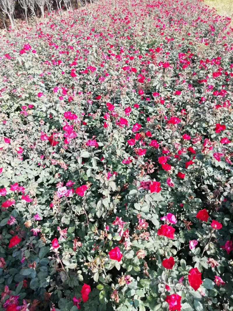 绿化红帽月季非花月季黄帽月季工程苗，大杯小杯苗
