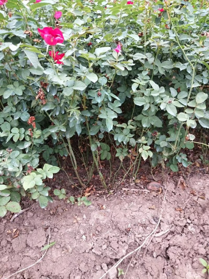 绿化红帽月季非花月季黄帽月季工程苗，大杯小杯苗