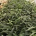 滇黄精种苗，高产，药食同源好品质。成活率非常高