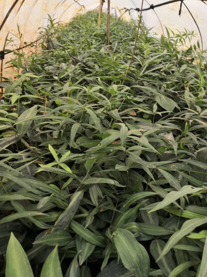 滇黄精种苗，高产，药食同源好品质。成活率非常高