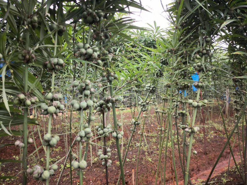 滇黄精种苗，高产，药食同源好品质。成活率非常高