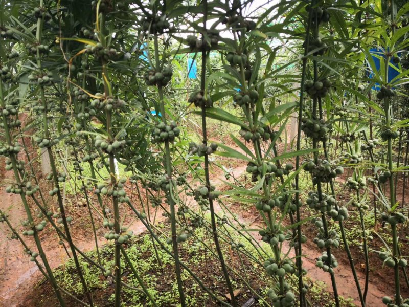 滇黄精种苗，高产，药食同源好品质。成活率非常高
