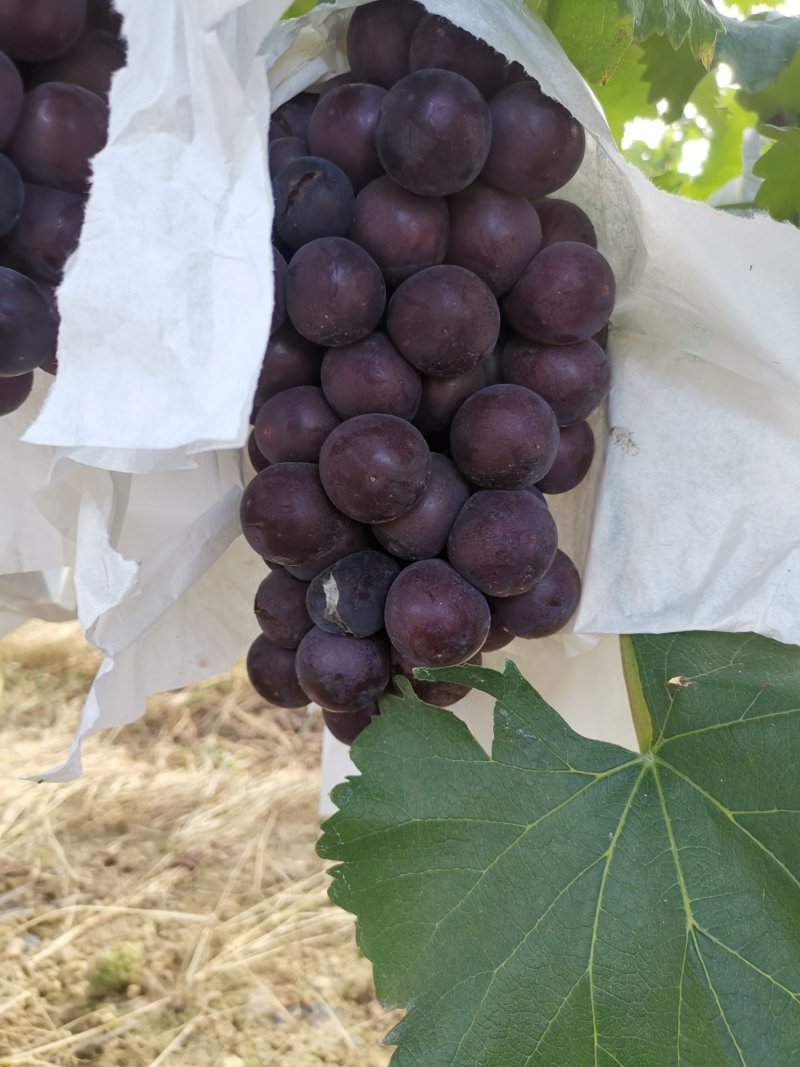 户太八号葡萄5%以下1.5~2斤