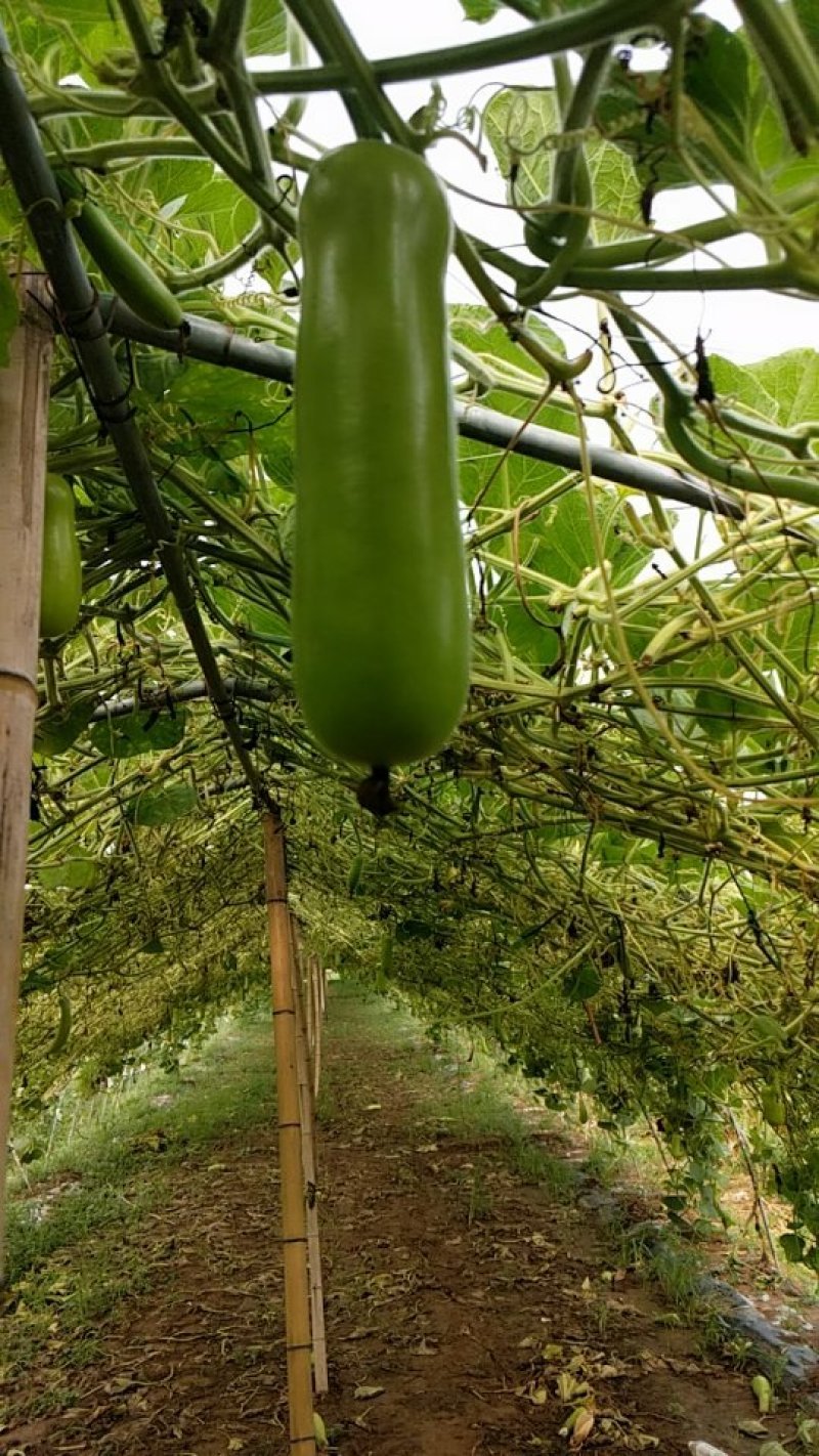 胡子瓜瓠瓜