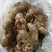 原产地直发蝉蜕新鲜到货正规货源24小时在线优质农产品