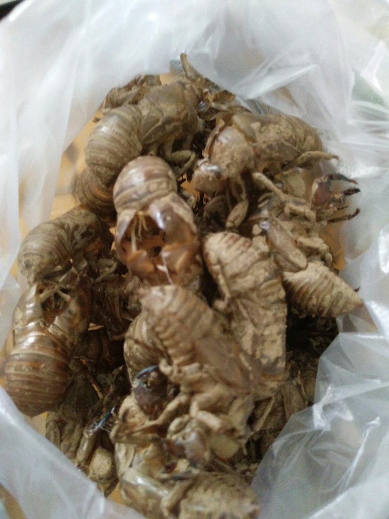 原产地直发蝉蜕新鲜到货正规货源24小时在线优质农产品