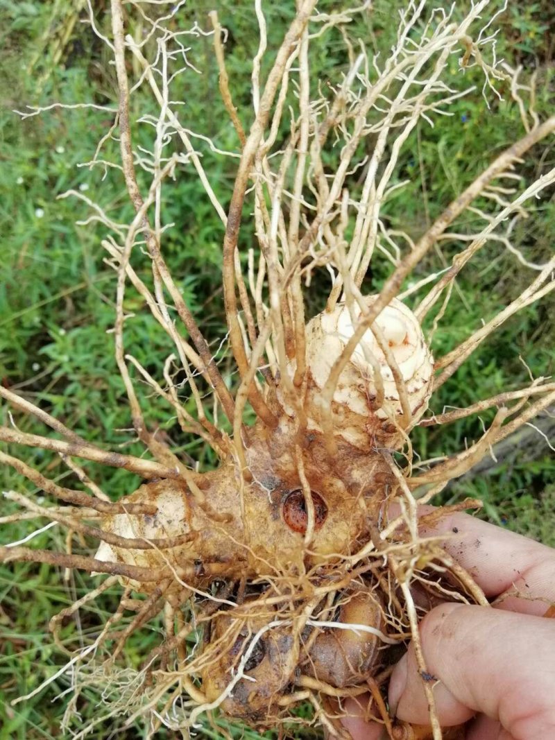 多花黄精种苗，倒苗药典品种，种子播种两年的苗。