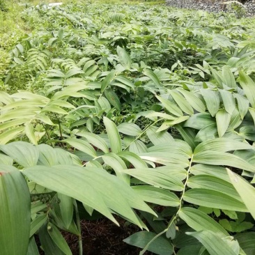 多花黄精种苗，倒苗药典品种，种子播种两年的苗。