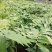 多花黄精种苗，倒苗药典品种，种子播种两年的苗。