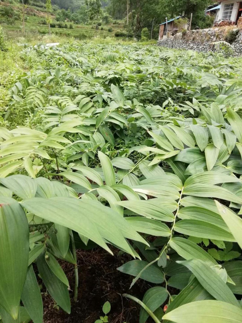 多花黄精种苗，倒苗药典品种，种子播种两年的苗。
