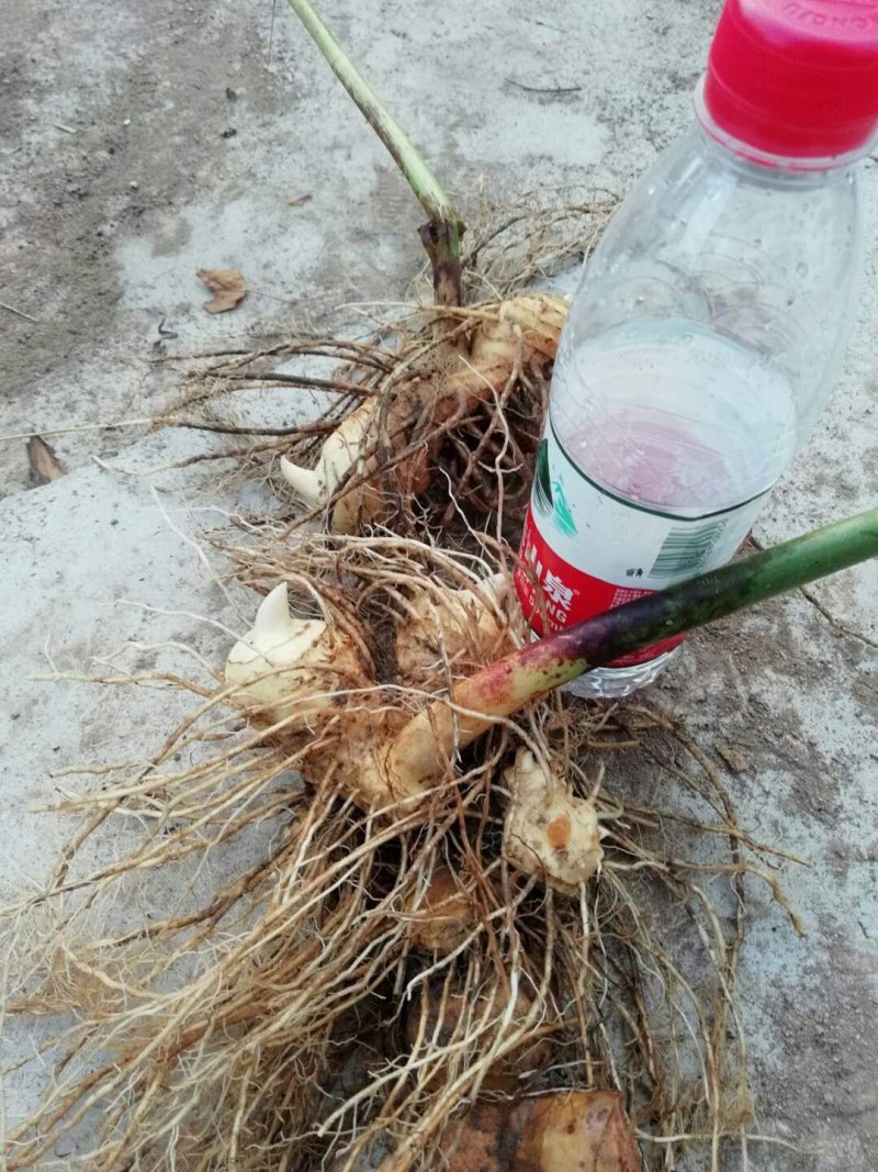 多花黄精种苗，倒苗药典品种，种子播种两年的苗。