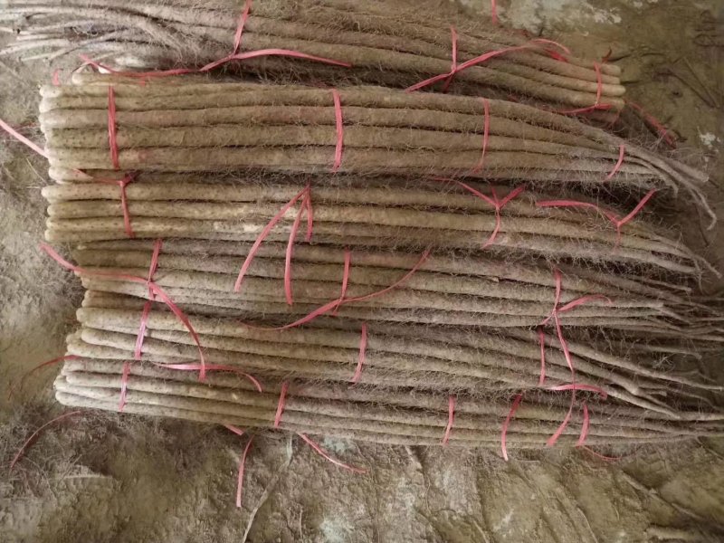 菏泽铁棍山药原产地自产自销货源足质量高供货全国市场