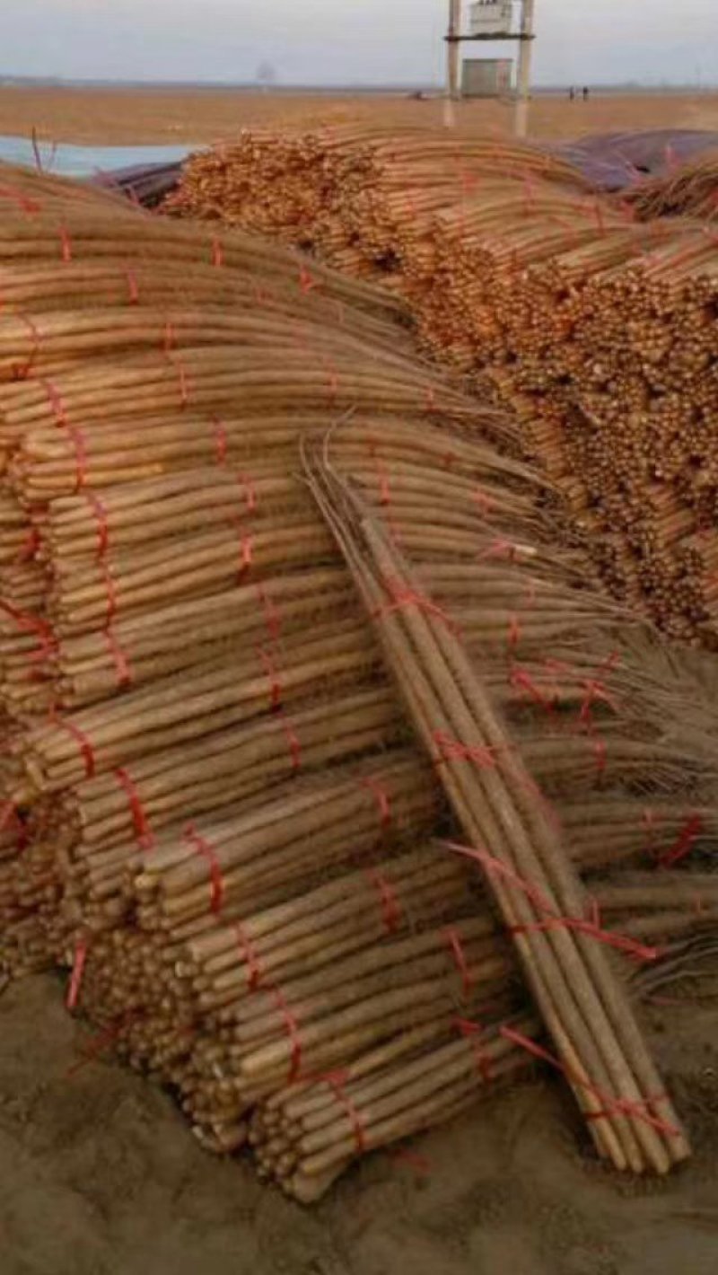 菏泽铁棍山药原产地自产自销货源足质量高供货全国市场