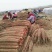 菏泽铁棍山药原产地自产自销货源足质量高供货全国市场
