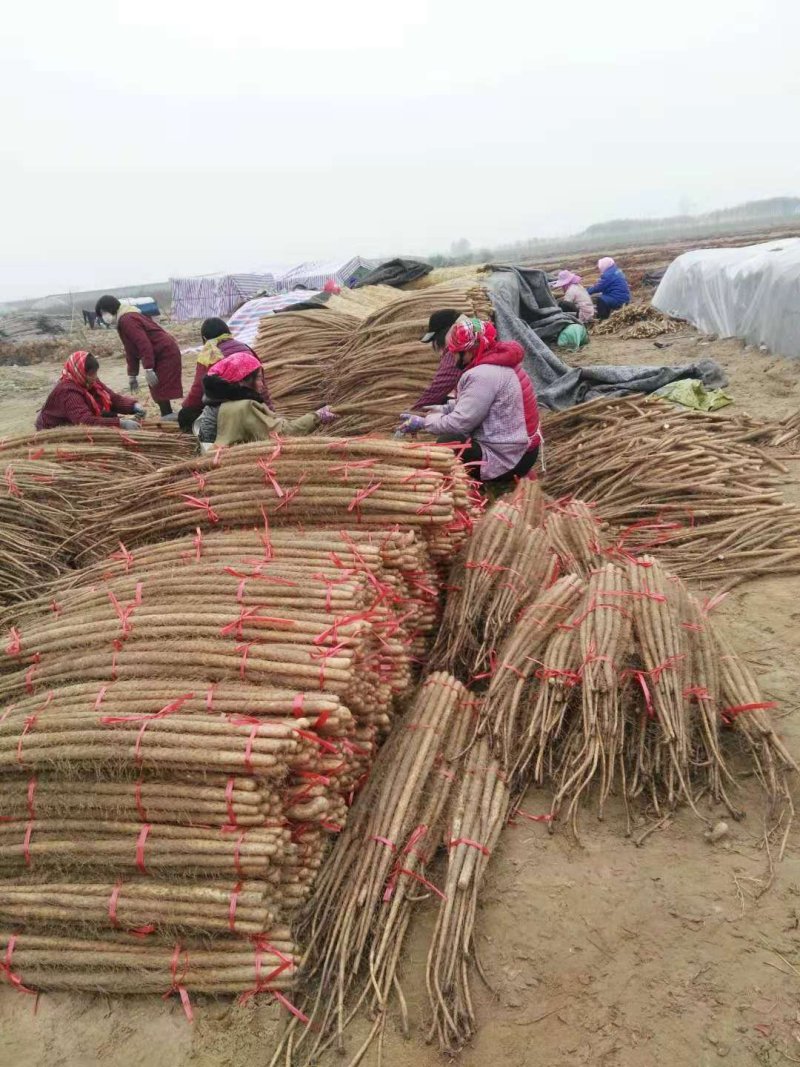 菏泽铁棍山药原产地自产自销货源足质量高供货全国市场