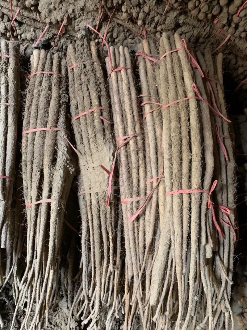 菏泽铁棍山药原产地自产自销货源足质量高供货全国市场