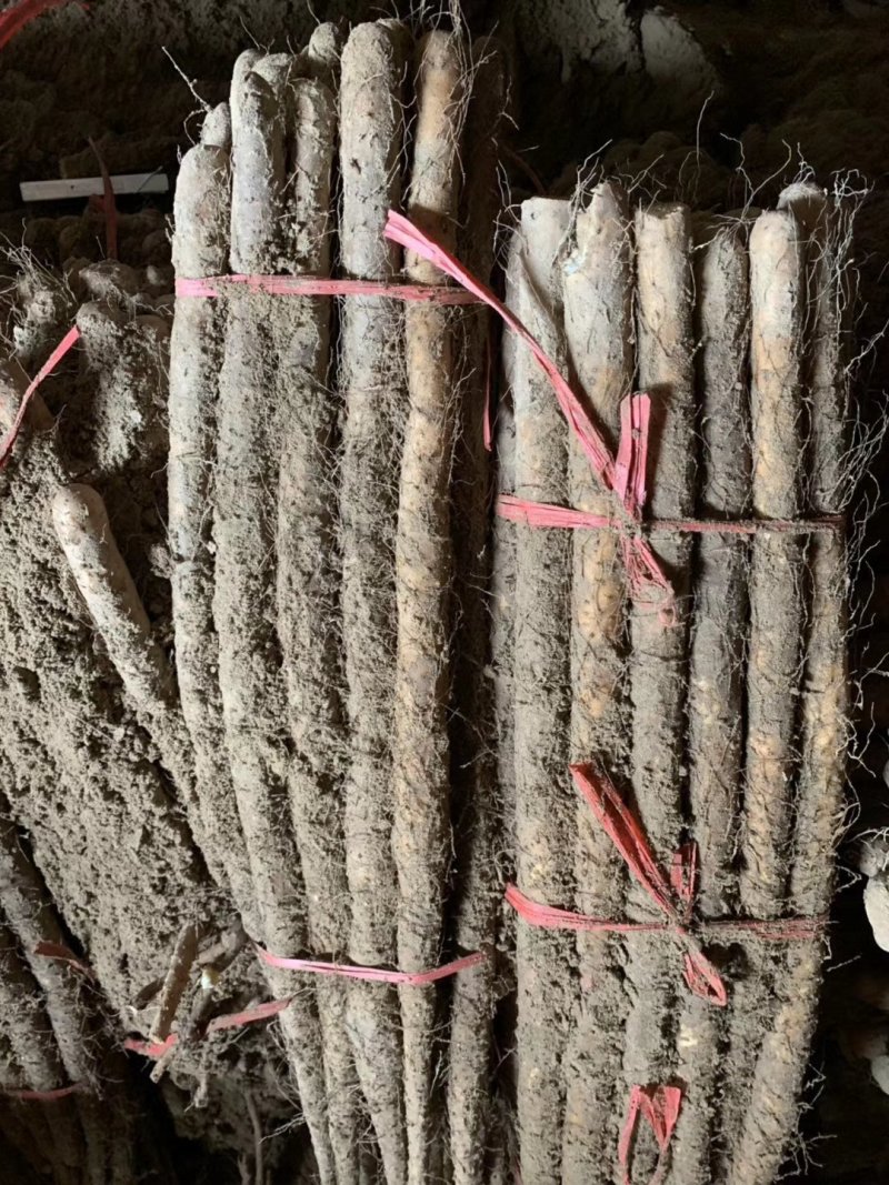 菏泽铁棍山药原产地自产自销货源足质量高供货全国市场