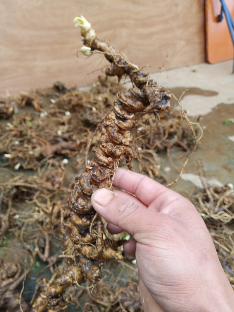 竹节参种苗，又名白三七，野三七成活率也非常高。