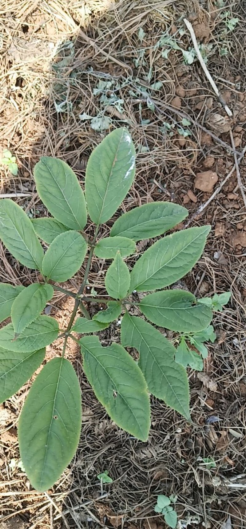 竹节参种苗，又名白三七，野三七成活率也非常高。