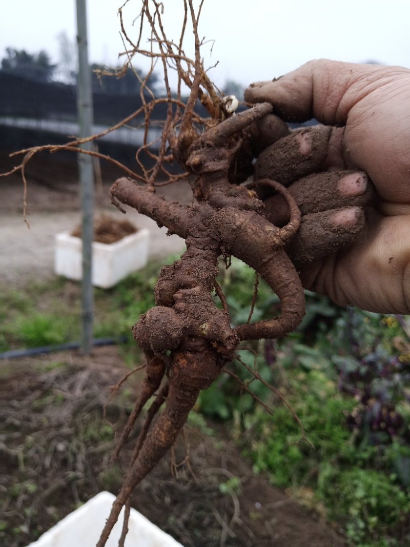 竹节参种苗，又名白三七，野三七成活率也非常高。