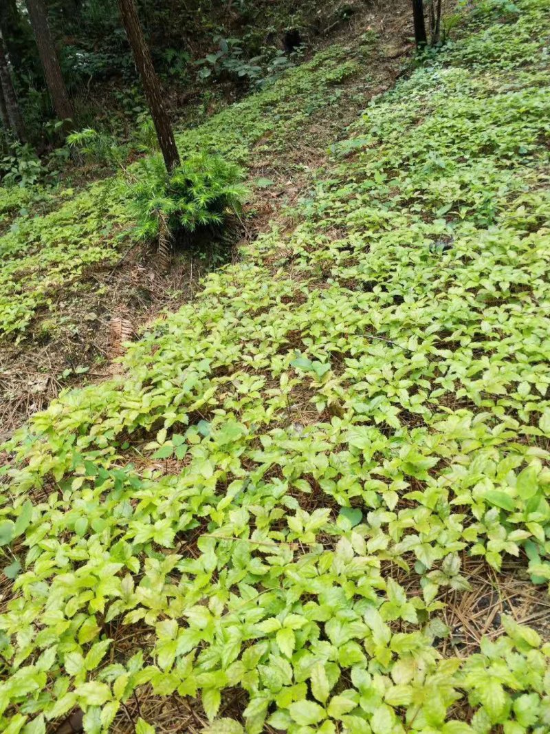 竹节参种苗，又名白三七，野三七成活率也非常高。