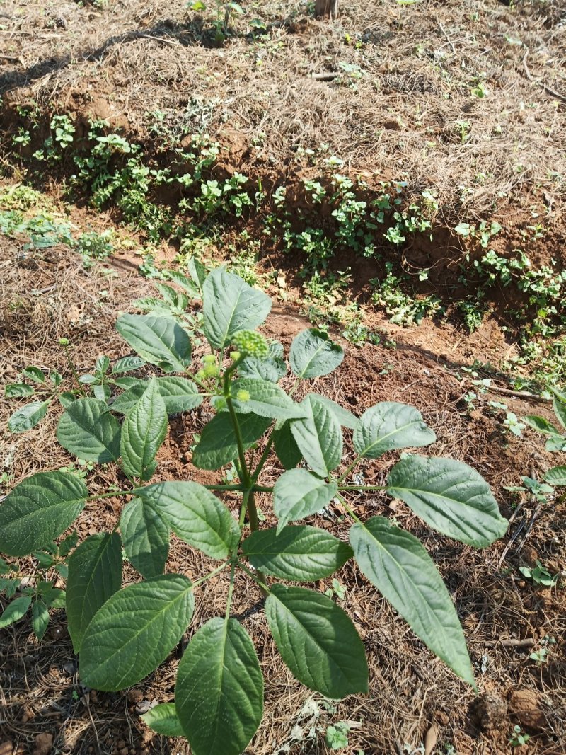竹节参种苗，又名白三七，野三七成活率也非常高。