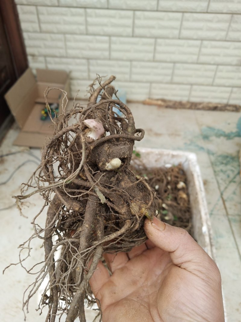 竹节参种苗，又名白三七，野三七成活率也非常高。