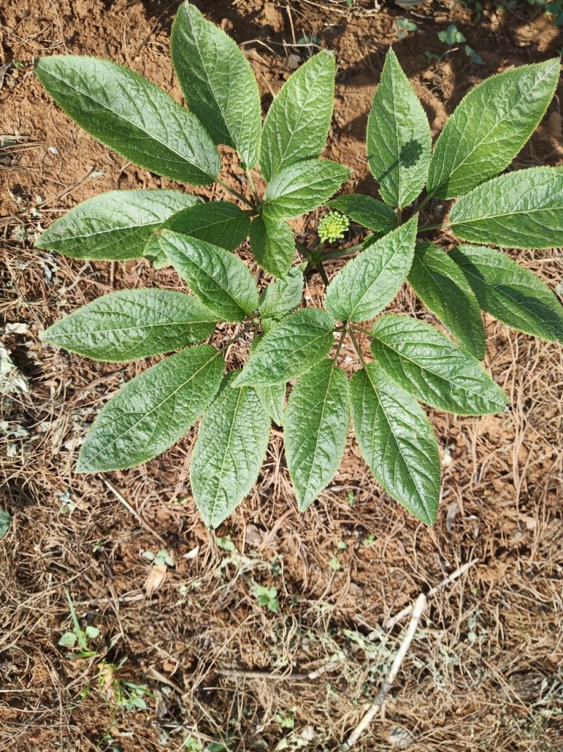 竹节参种苗，又名白三七，野三七成活率也非常高。