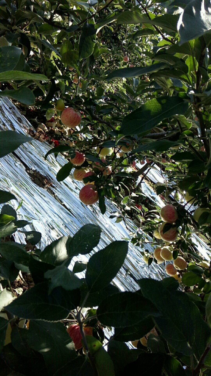 早熟秦洋苹果(接受预定)