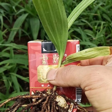 白芨种苗，紫花三叉白芨驯化苗。直播一年，第二年驯化在大棚