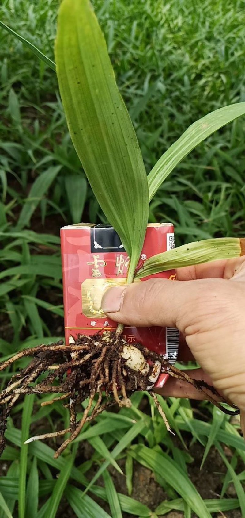 白芨种苗，紫花三叉白芨驯化苗。直播一年，第二年驯化在大棚