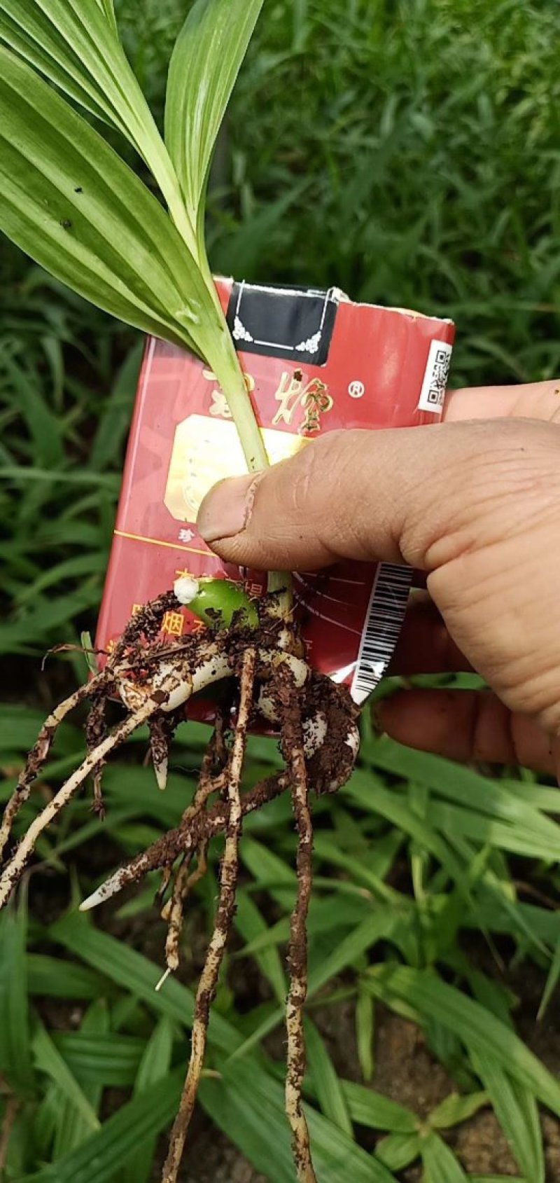 白芨种苗，紫花三叉白芨驯化苗。直播一年，第二年驯化在大棚
