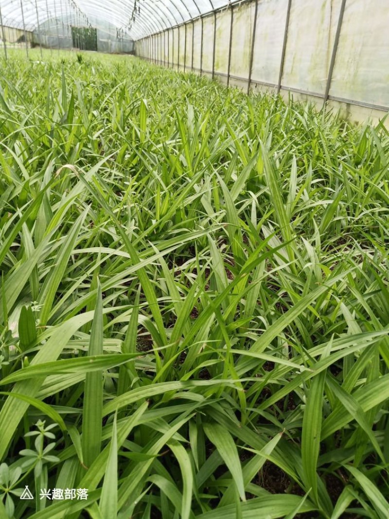 白芨种苗，紫花三叉白芨驯化苗。直播一年，第二年驯化在大棚