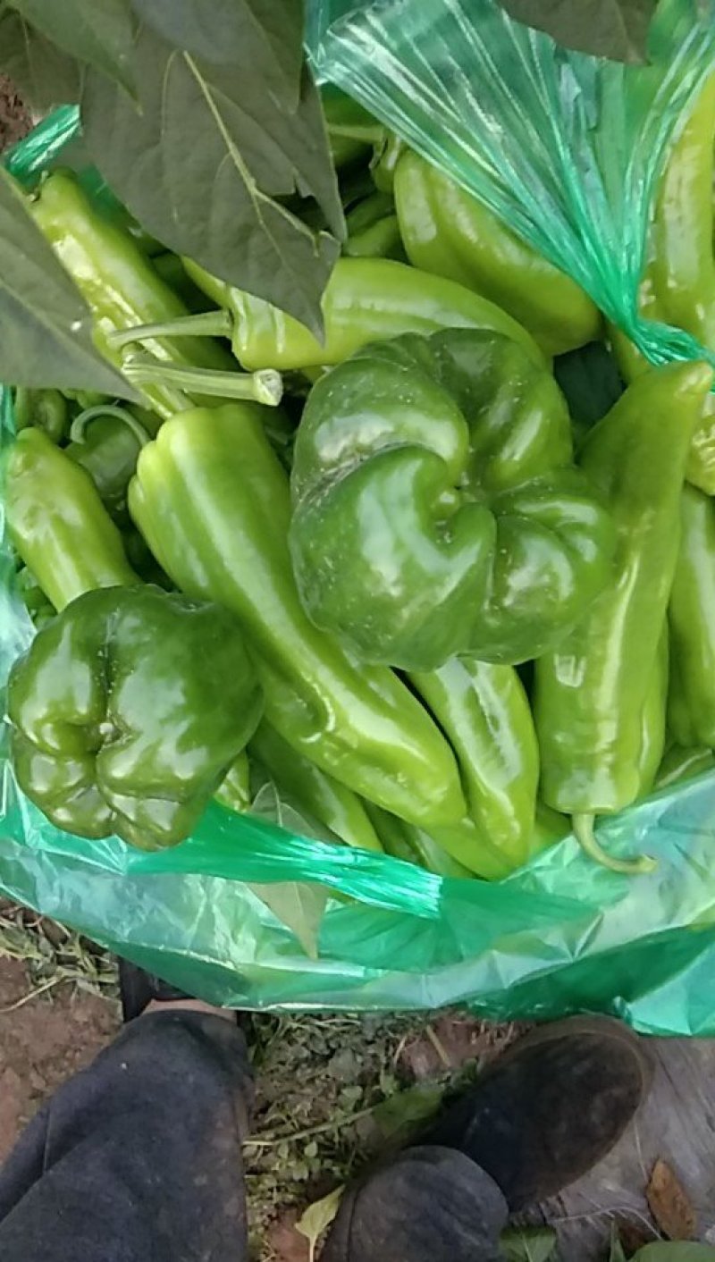 鲜辣椒