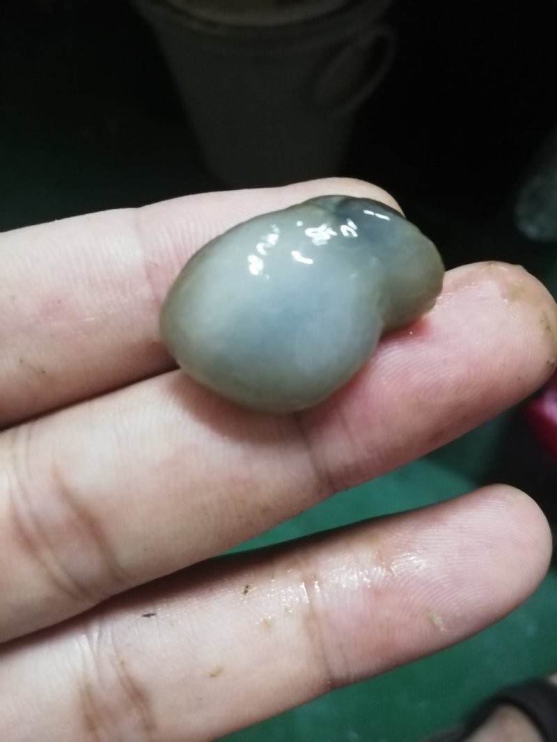 泥螺