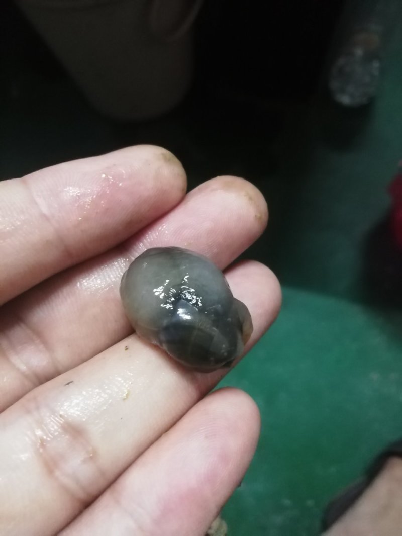 泥螺
