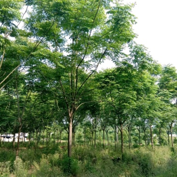 栾树农户一手货源苗圃直供批发湖南益阳绿青苗木